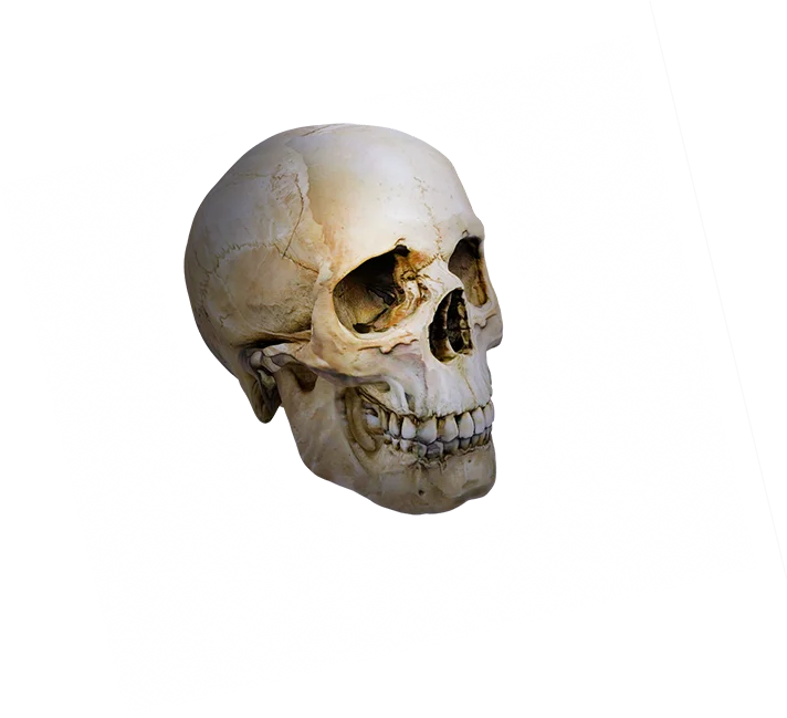 Crânio — atlas anatômico 3D