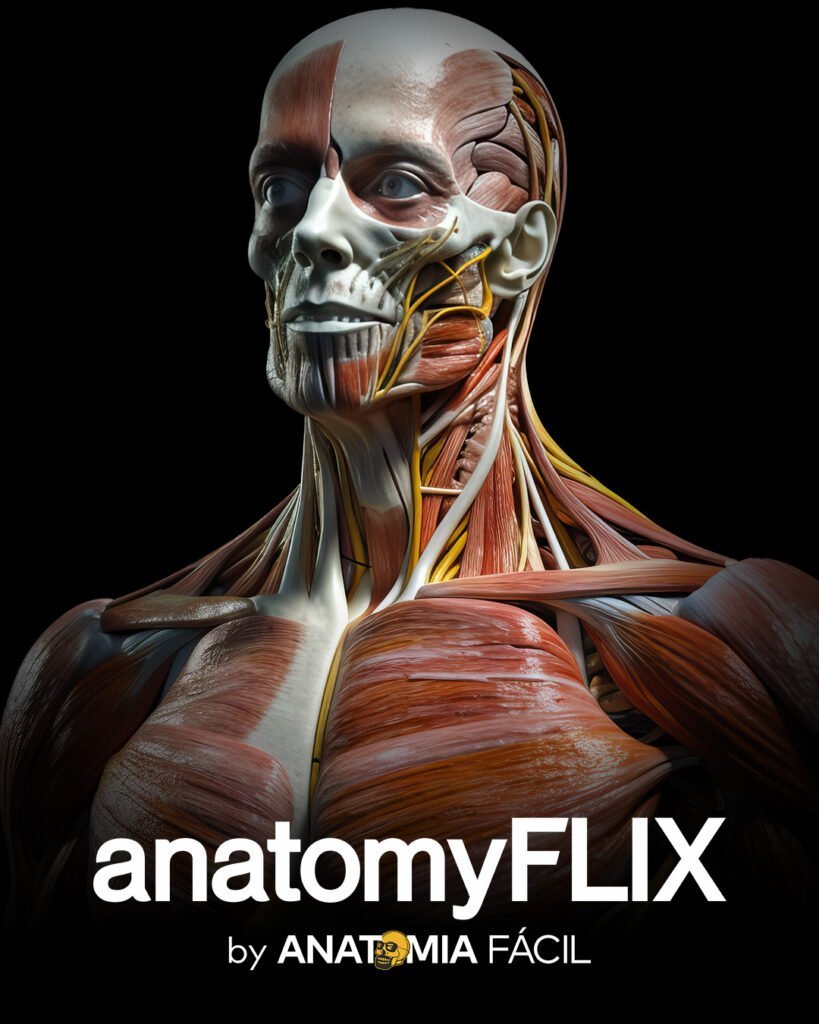 AnatomyFlix