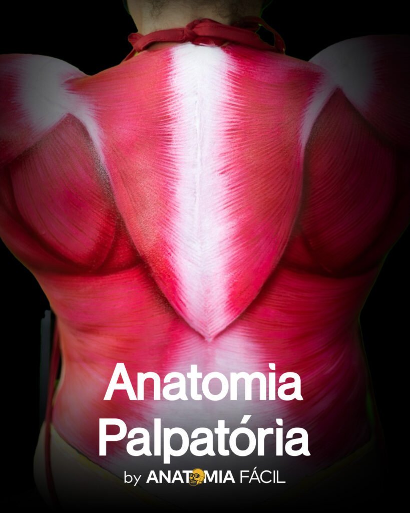 Anatomia Palpatória
